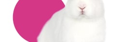 Cruelty Free International 