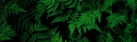 Rainforest Alliance