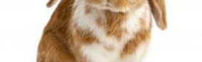 Leaping Bunny Cruelty Free- CCIC
