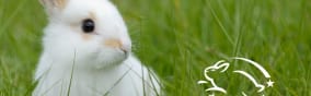 Leaping Bunny Cruelty-Free