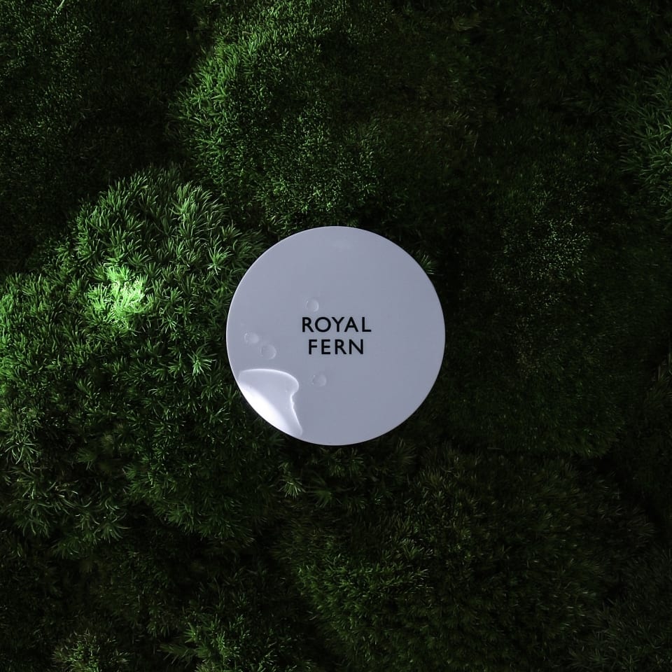 Royal Fern