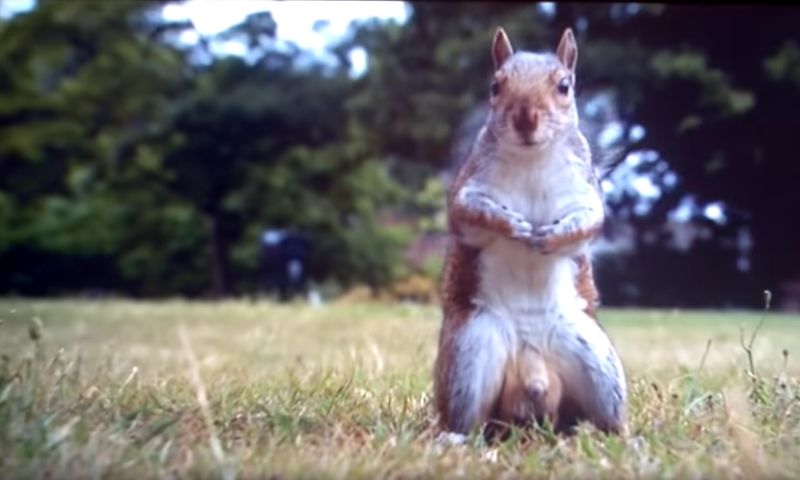 Big-nuts squirrel