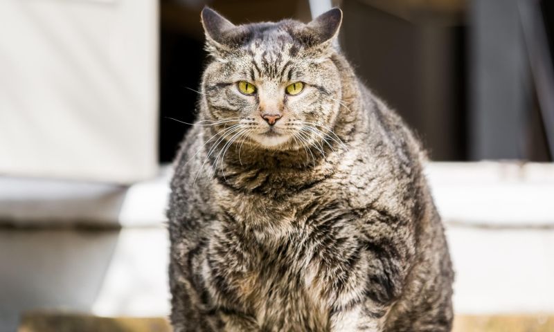 Gatto ciccione