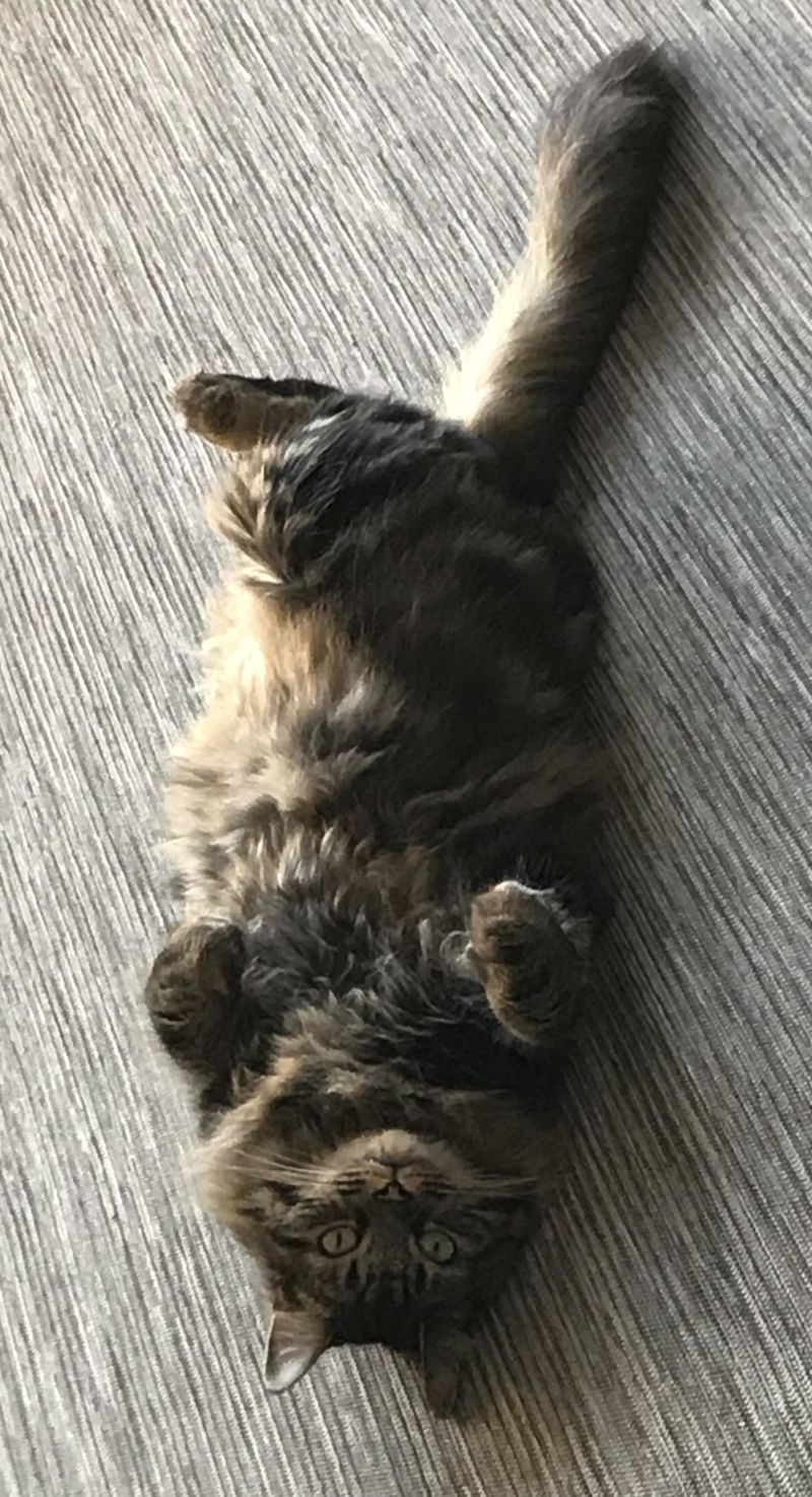 Cat Nov. 2020