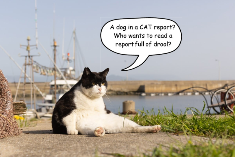 Comedy-Pet-Photography-3.-Kenichi-Morinaga-The-big-Boss