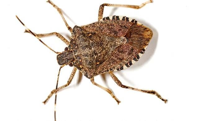 brown-marmorated-stink-bug-_l0o9225