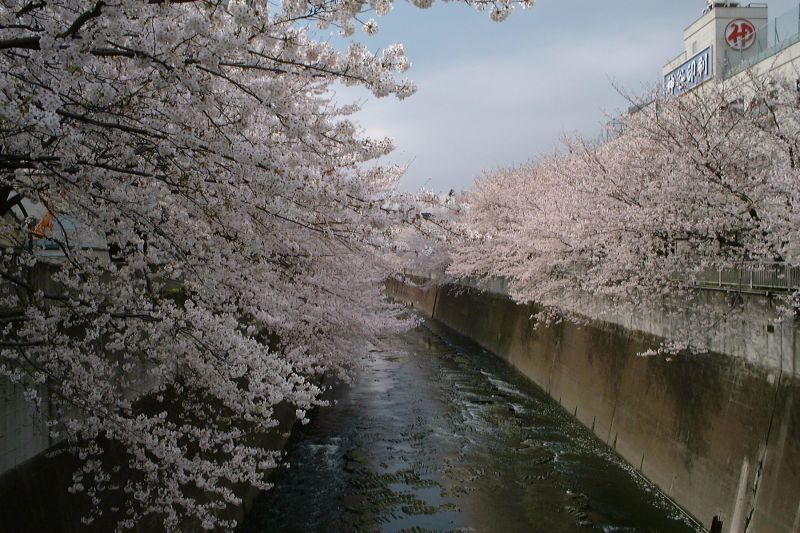 Cherry over the river 3 April 1999