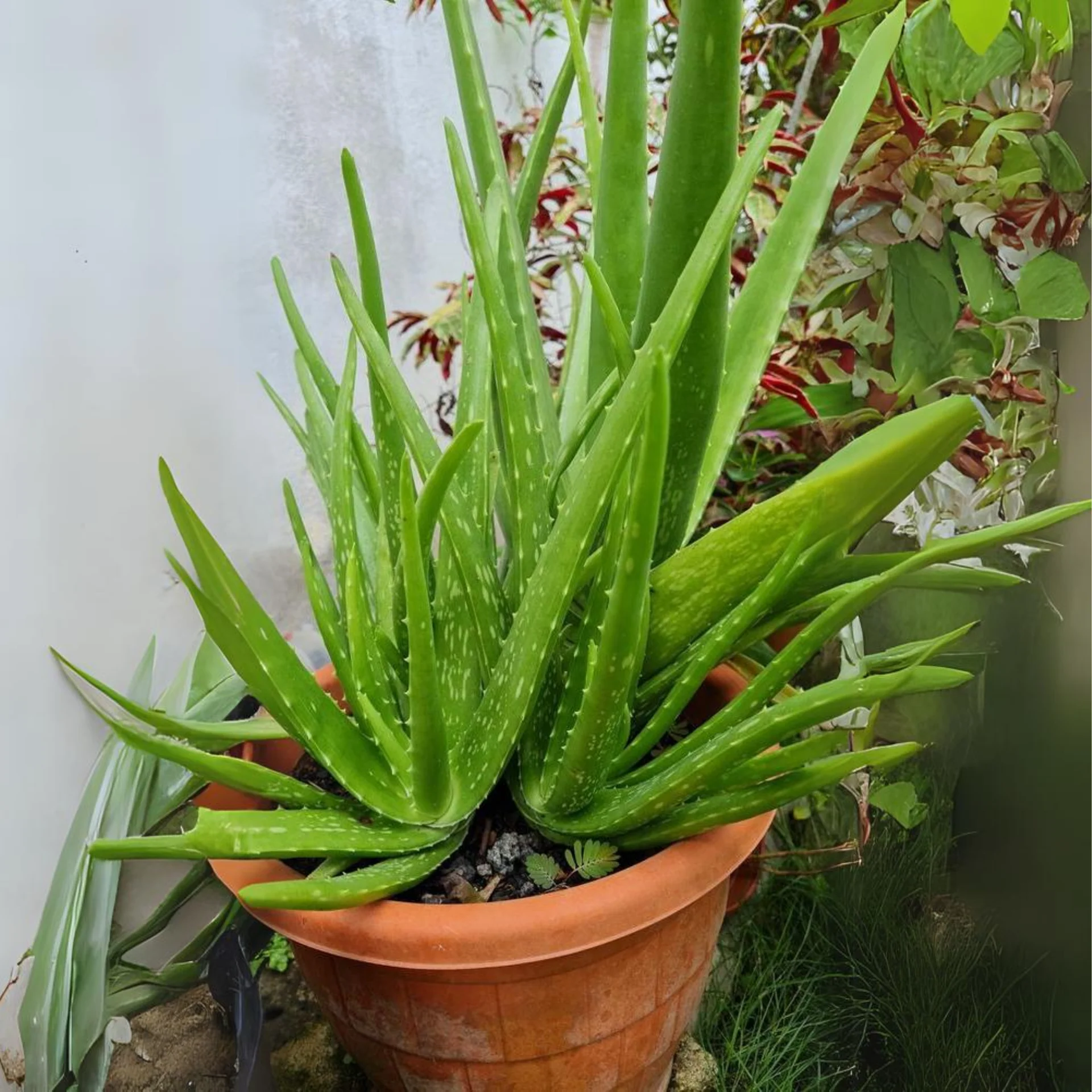 Alovera Plant