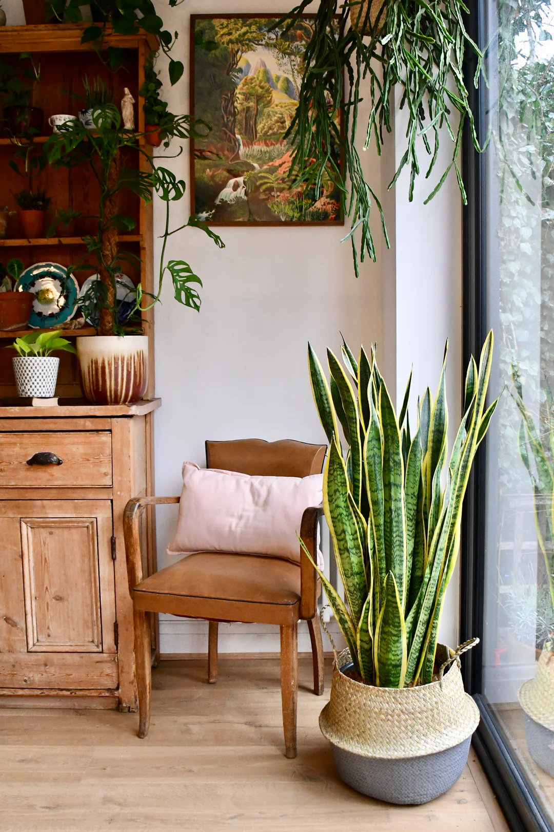 Snake Plant