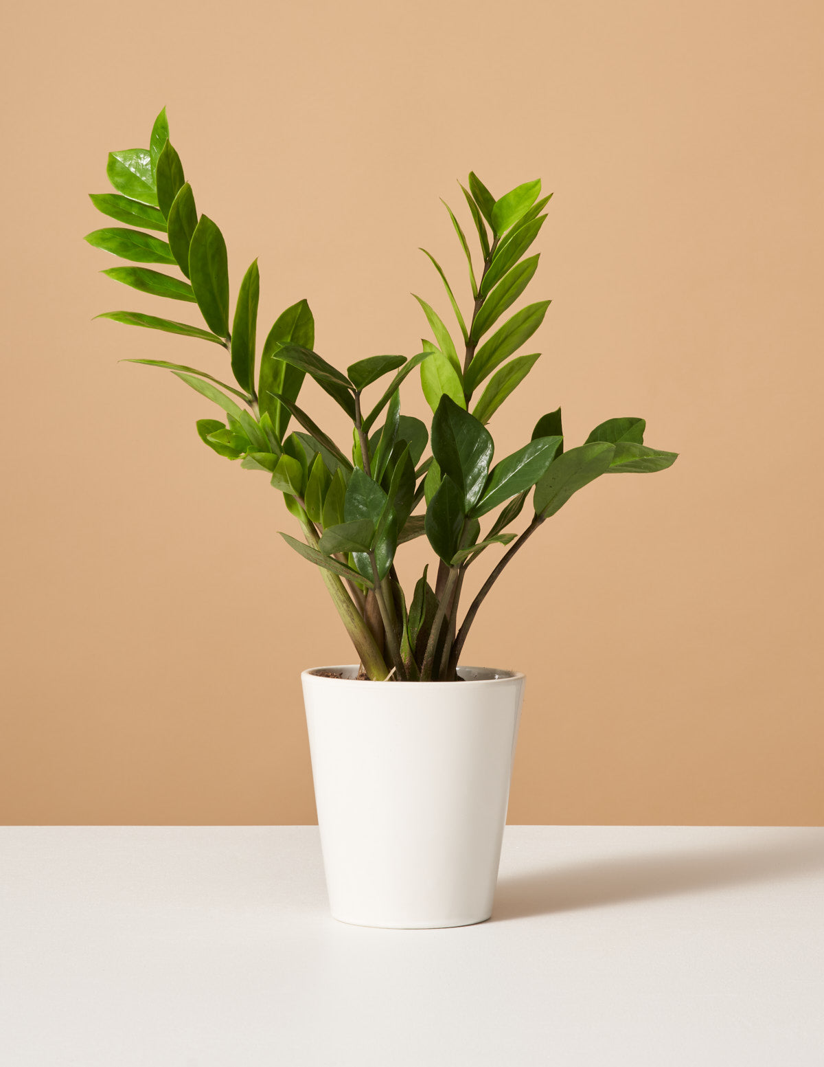 ZZ Plant (Zamioculcas zamiifolia)