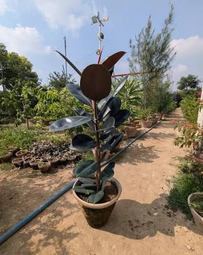 Rubber Plant (Ficus elastica)