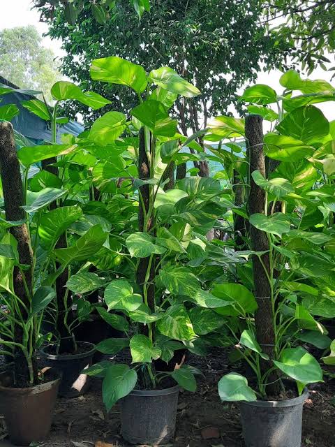 Money Plant
