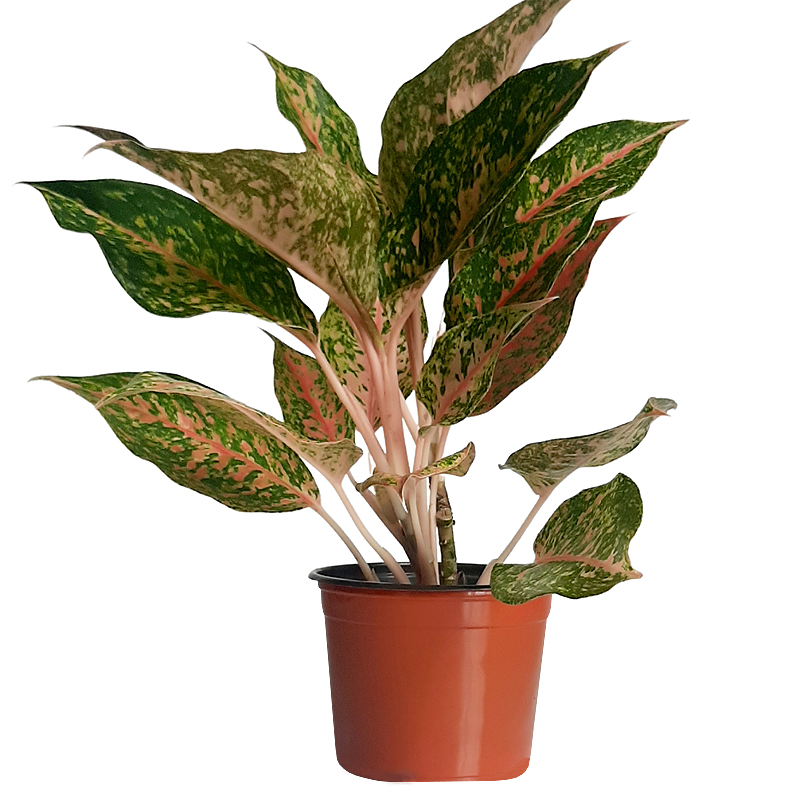 Aglaonema Red (Chinese Evergreen)