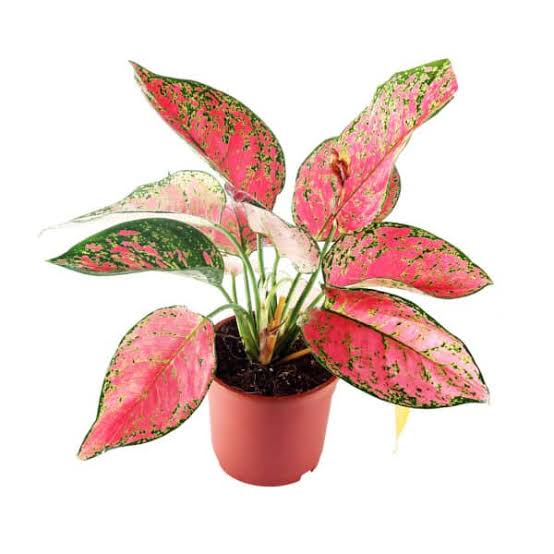 Aglaonema Red Plant ( Imported)