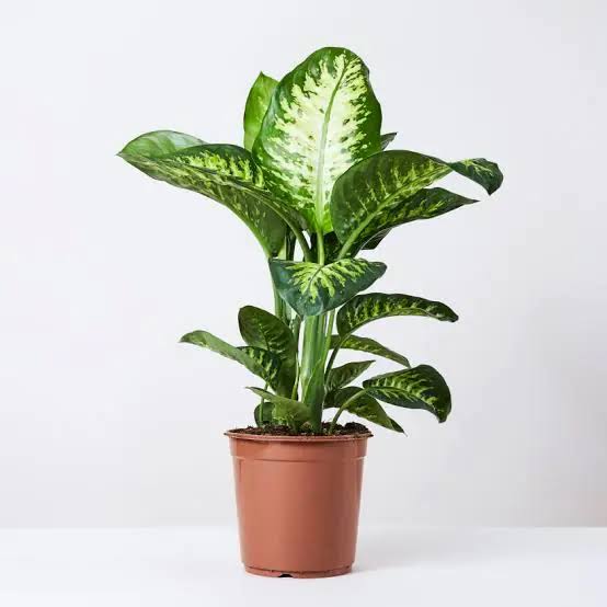 Dieffenbachia (Dumb Cane)