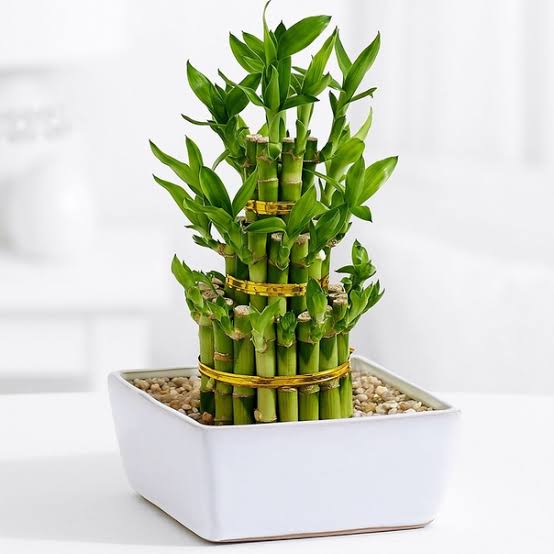 Lucky Bamboo