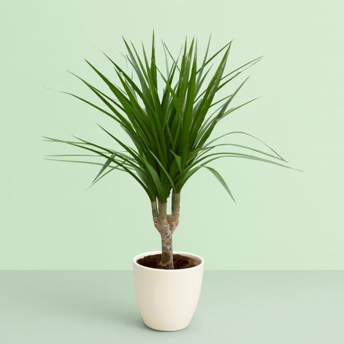 Dracaena Marginata