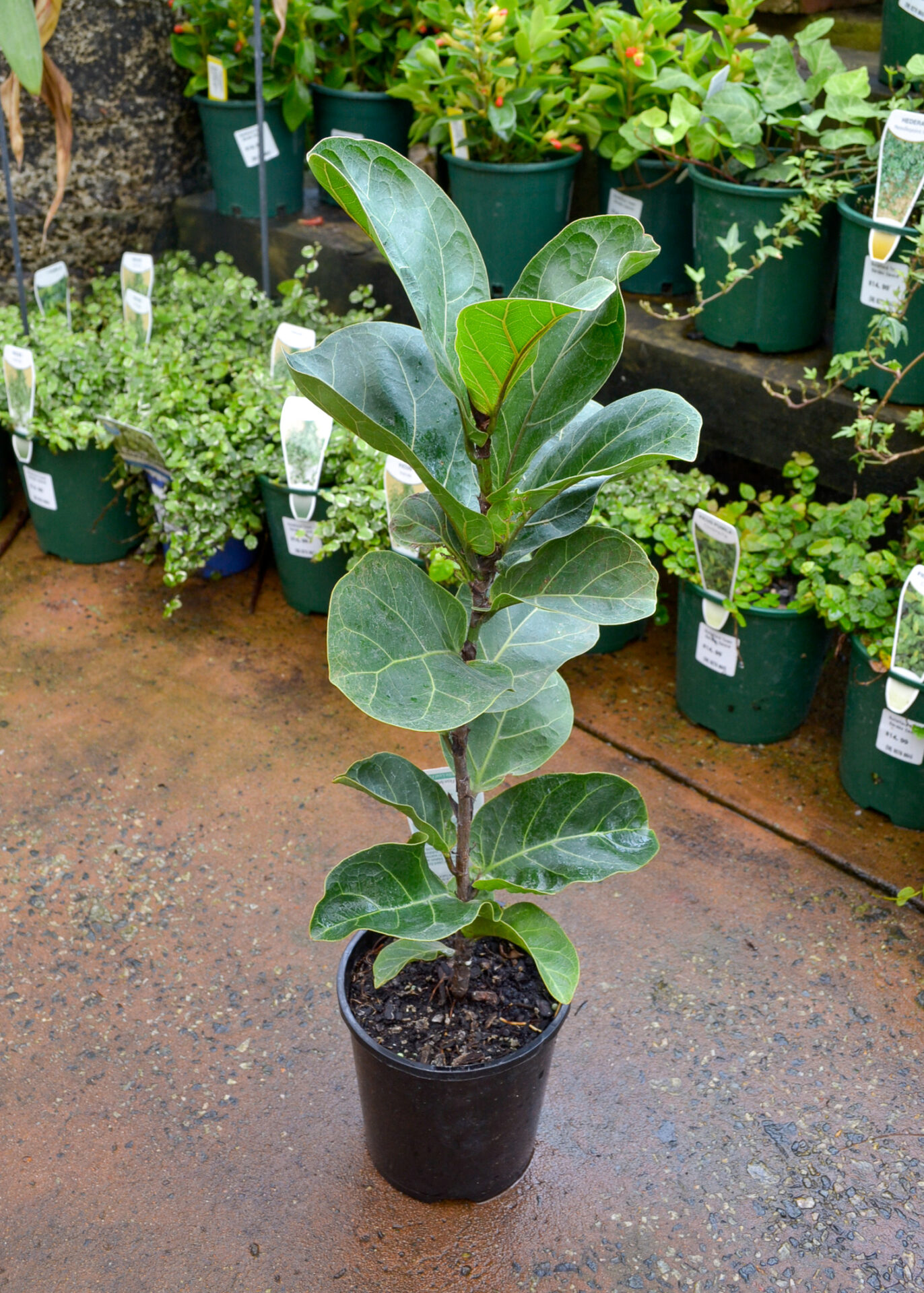 Fiddle Leaf Fig (Ficus lyrata)