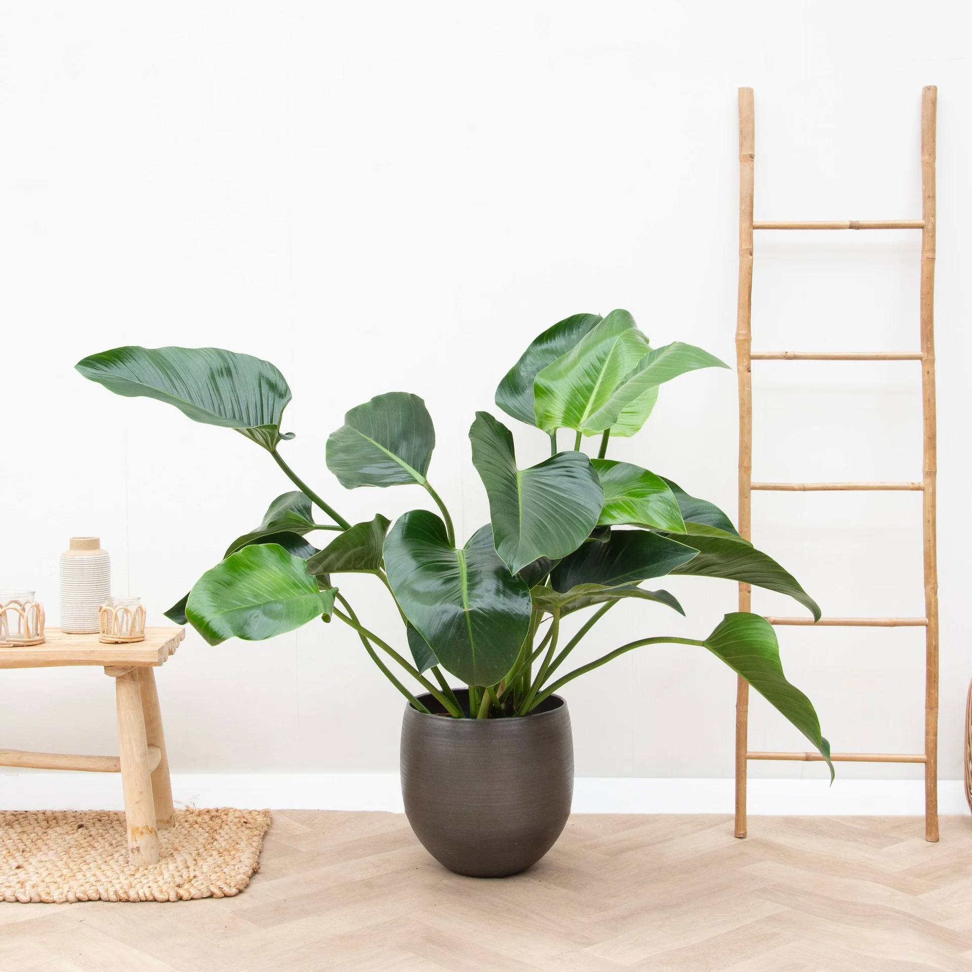 Philodendron Plant