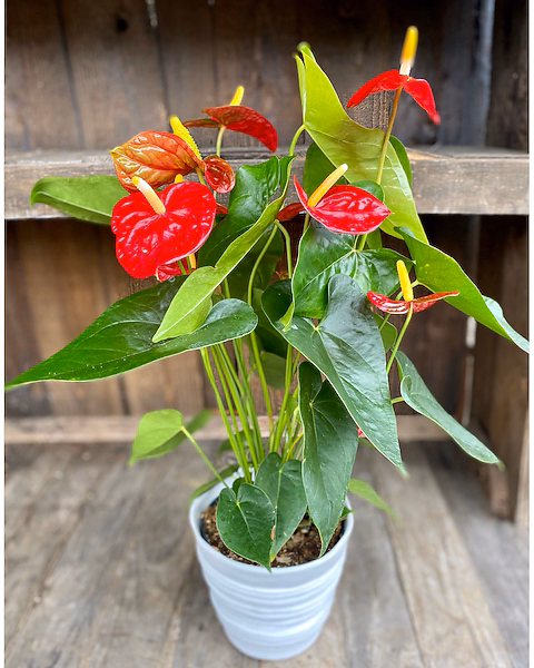 Anthurium (Flamingo Lily)
