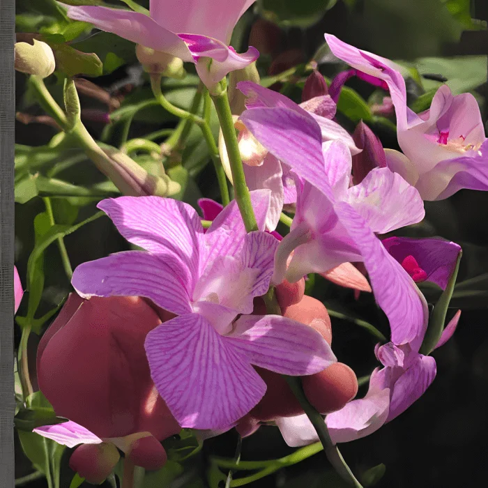 Dendrobium Orchid
