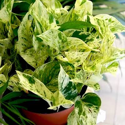 Marble Queen Pothos