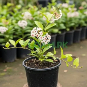 Hoya Bella Carnosa