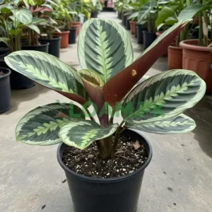 Calathea Plant