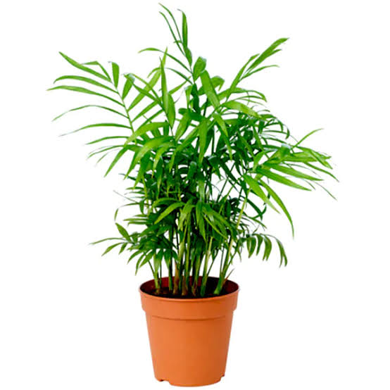 Parlor Palm (Chamaedorea elegans)