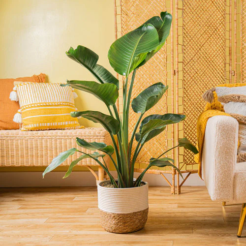 Bird of Paradise (Strelitzia reginae)
