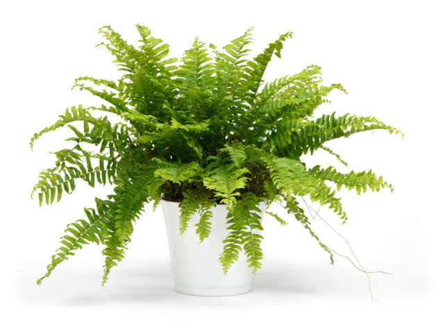 Boston Fern (Nephrolepis exaltata)