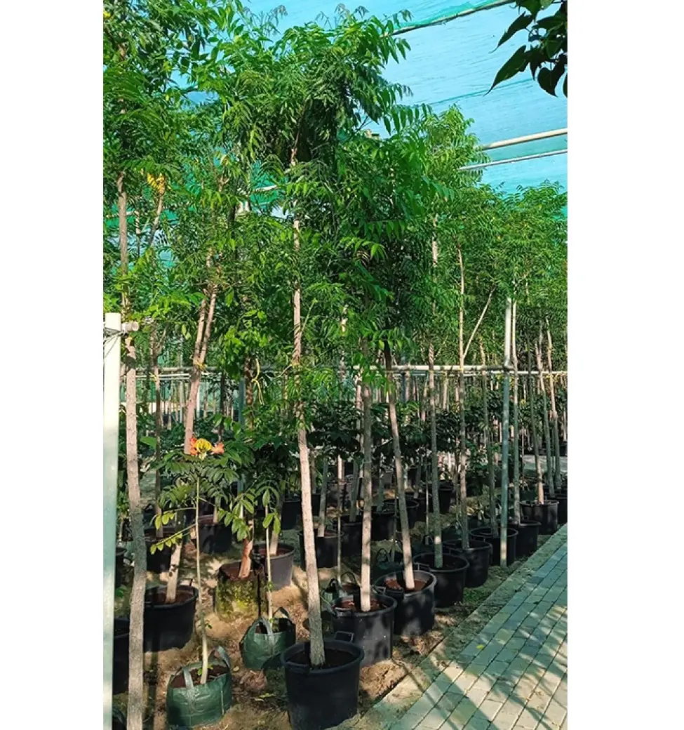 Neem Tree (Azadirachta indica)