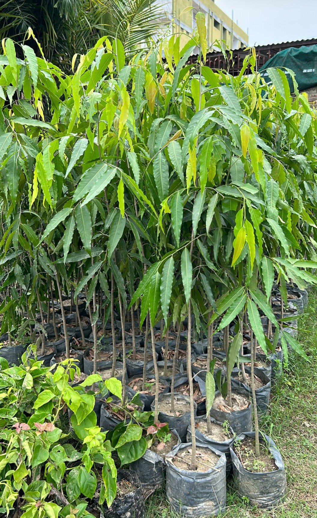 Ashoka Tree (Polyalthia longifolia)