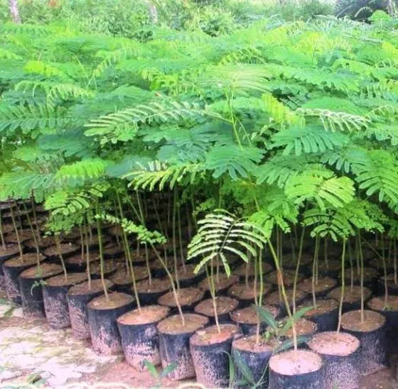 Gulmohar Tree (Delonix regia)