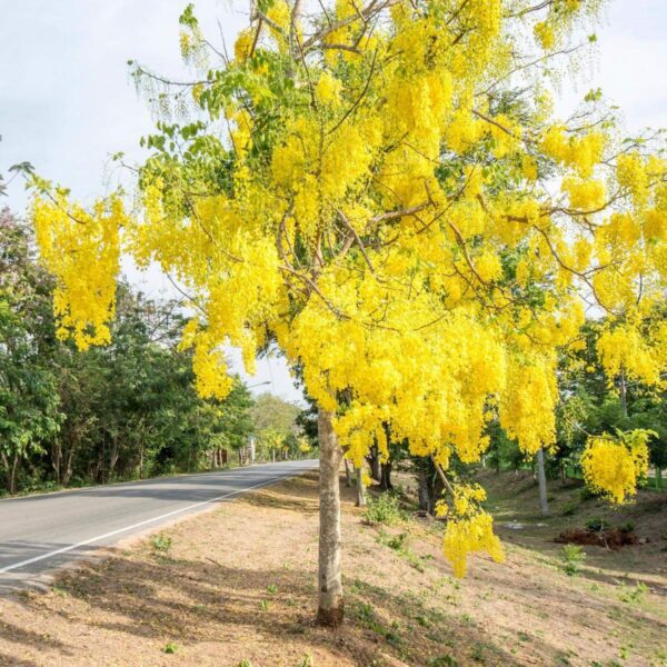 Amaltas Plant (Golden Shower)