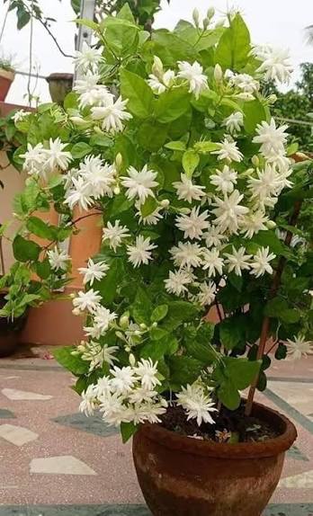 Jasmine (Motia)