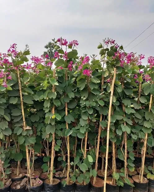 Kachnar Plant (Bauhinia variegata)