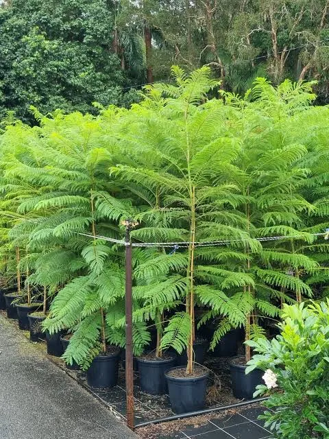 Jacaranda Tree (Jacaranda mimosifolia)
