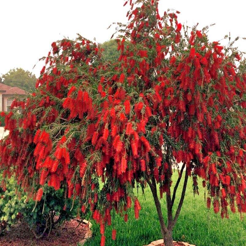 Bottle Brush Plant(Callistemon citrinus)