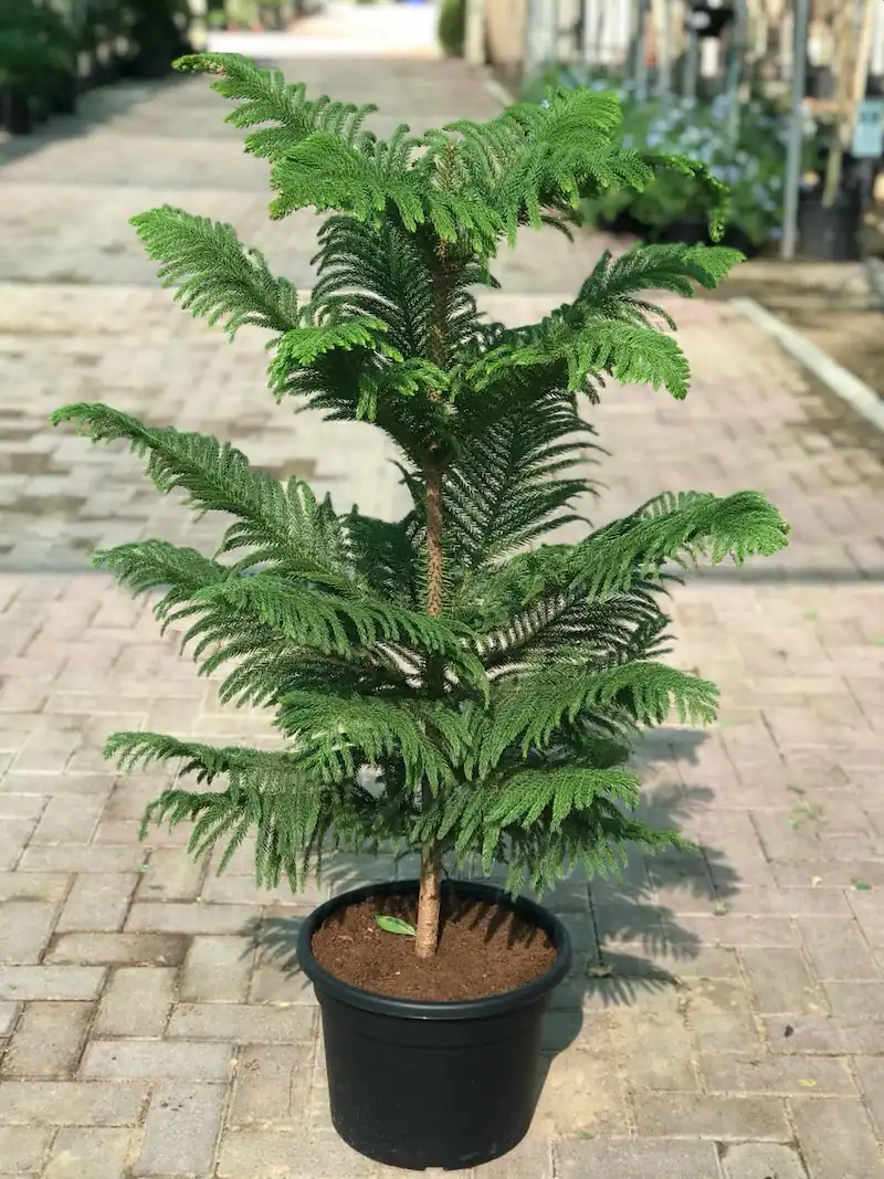Araucaria Plant
