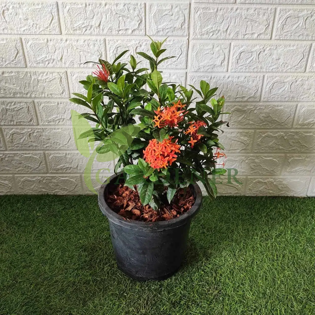 Ixora Plant