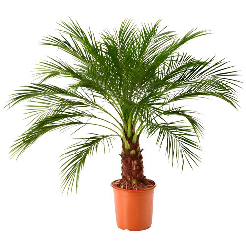 Phoenix Palm