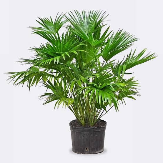 Fan Palm (Livistona chinensis)