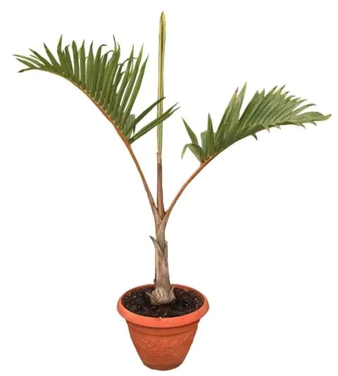 Bottle Palm (Hyophorbe lagenicaulis)