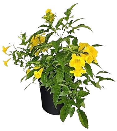 Tecoma Plant