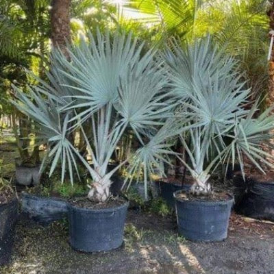 Bismarckia Palm