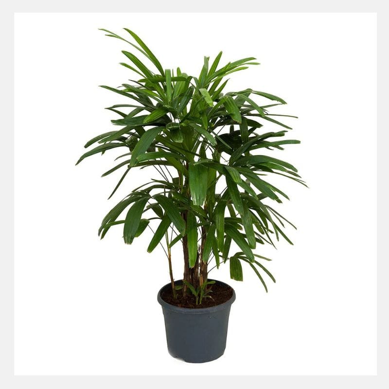 Lady Palm (Rhapis excelsa)