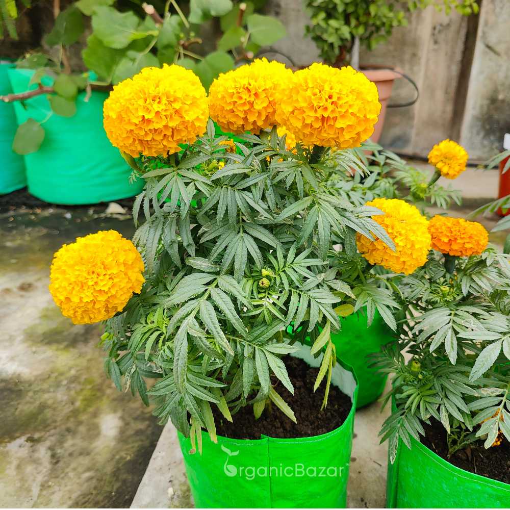 Marigold Plant
