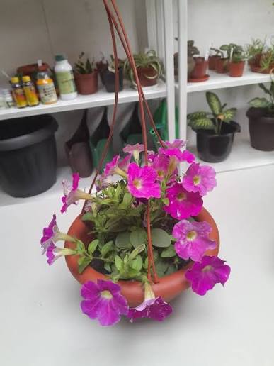 Petunia Plant