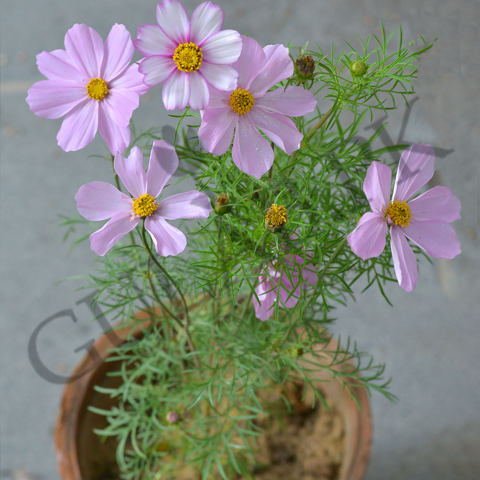 Cosmos Plant